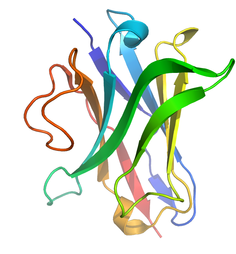 nanobodies